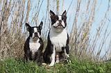 BOSTON TERRIER 350
